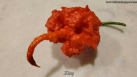 Zing - Pepper Seeds - White Hot Peppers